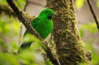 Lobos cernohrdly - Calyptomena whiteheadi - Whiteheads Broadbill o6039